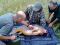 two tone 67.14lb