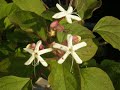 CLERODENDRON  am 6-September-2008