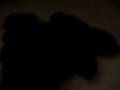 Crucial Christo: Jess's Puppies (3)