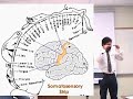 brain mind lecture 4 parietal lobes body image phantom limbs