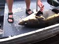 Big %#@^** Amazon Catfish