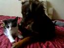 Dexter&kittens I