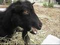 Crazy goat owns the HAY