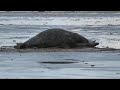 Donna Nook Seals 1.flv