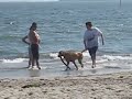 Dog Beach in Long Beach