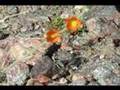 Desert Rose - by White Heart