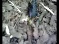 Beetle (0707081224.3g2) Beetle (0707081224.3g2)