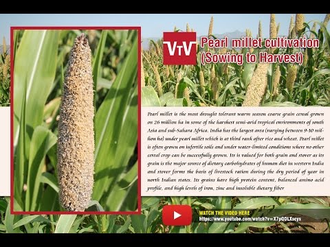 how to grow millet