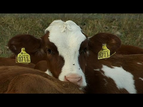 Hitze setzt kobauern zu - das Futter wird knapp