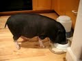 Matthew The Pot Belly Pig Matthew The Pot Belly Pig
