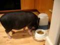 Matthew The Pot Belly Pig