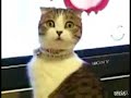 Drama Cat