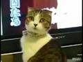 Drama Cat