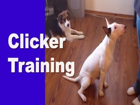 how to train bull terrier