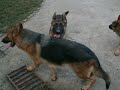 Poli Godiks+Ninno Huhnegrab-5m old pups Poli Godiks+Ninno Huhnegrab-5m old pups