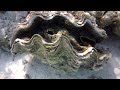 GIANT CLAM Maldives