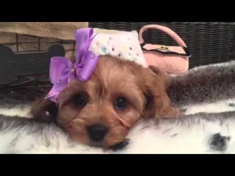 Absolute baby doll, Cavapoo puppy