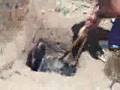 Chivo al Hueco