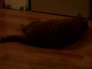 Our Cat Acts Funny