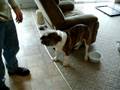 Olde English Bulldogge Puppy 5 months old House Broke