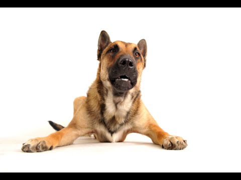 how to eliminate aggression in dogs