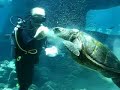 Turtle Feeding at Sea Life Park