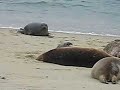 really cute seal really cute seal