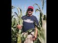 Corn Fed