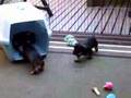 Dachsie Pups