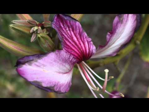 how to meditate compassion