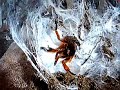Taking an OBT egg sac.