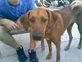 Dog doing the motorcycle