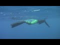 Spearfishing Wahoo - Cape Vidal