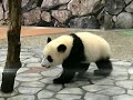 twin mei