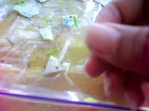 how to transplant dragon fruit