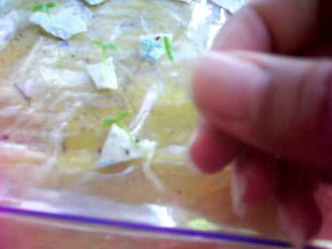 how to transplant dragon fruit seedlings