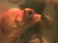 The Fish Series: Episode 2