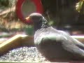 A Flight of Band-Tailed Pigeons