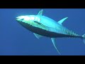 spearfishing tuna