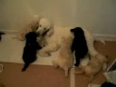 Pups and Allee