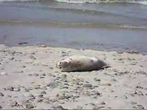 Seal