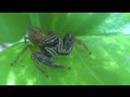 Bavia-Large jumping spider Bavia-Large jumping spider