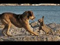 cAT VS dOG
