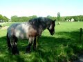 Belgian horse / Belgisch Trekpaard