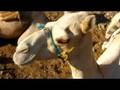 videos de Dahab Dive Paradise - Tauchen mit Kamel