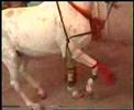 HORSE DANCE AT MY BROTHER MARRIAGE in PAKISTAN
