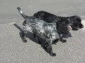 Budleigh and Haggis get stuck in...