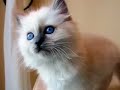 Lory's cat-toon birman kittens!