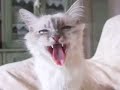 Lory's cat-toon birman kittens!