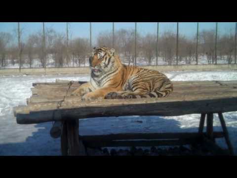 SIBERIAN TIGER